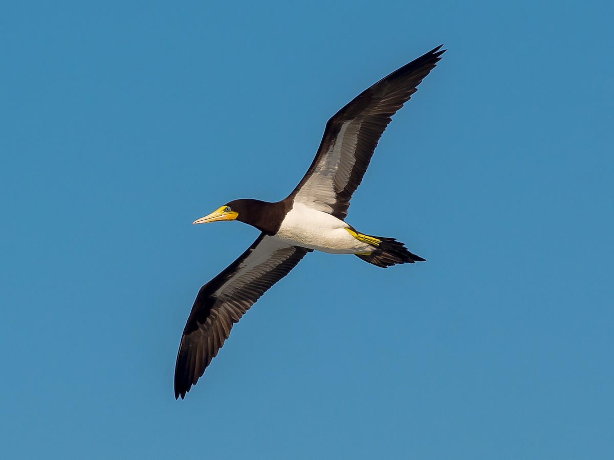 Brown Booby - David Steinwender