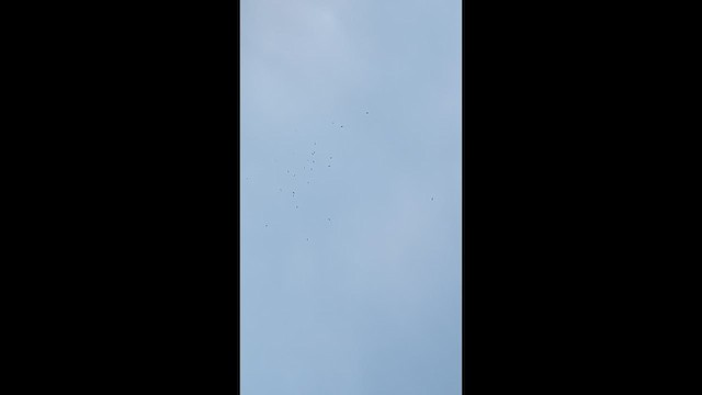 Mississippi Kite - ML656105790