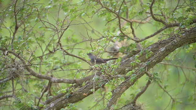 Gray Catbird - ML656106031