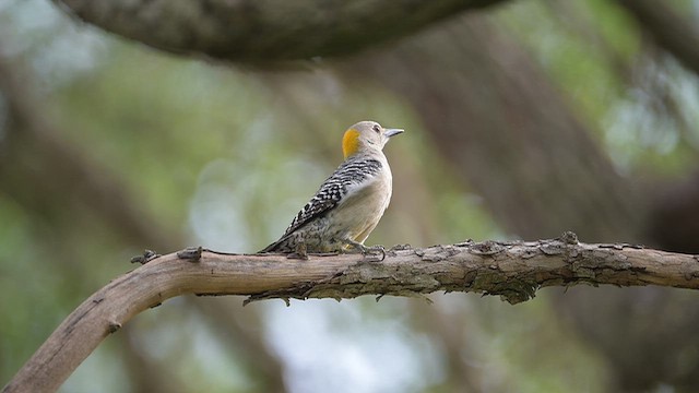 Golden-fronted Woodpecker (Northern) - ML656106251