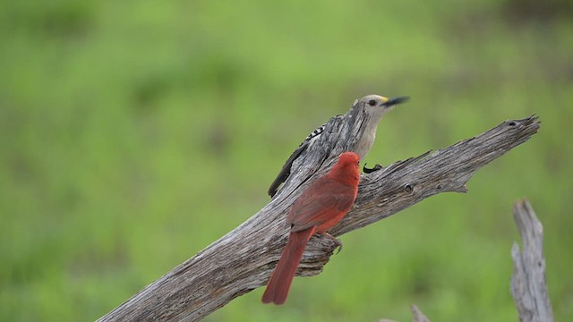 Golden-fronted Woodpecker (Northern) - ML656106256