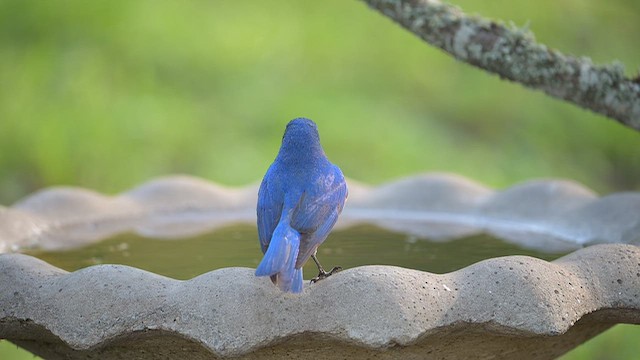 Eastern Bluebird - ML656106385