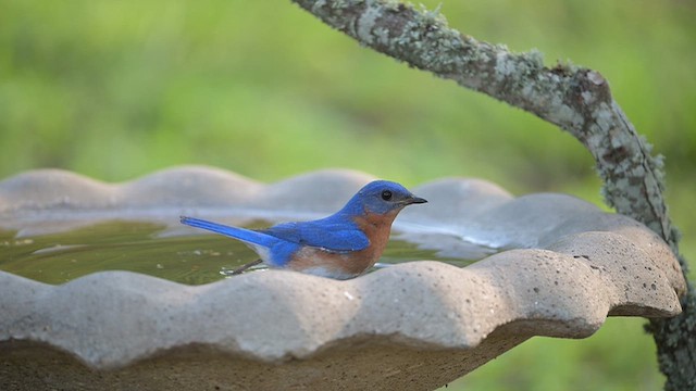 Eastern Bluebird - ML656106389