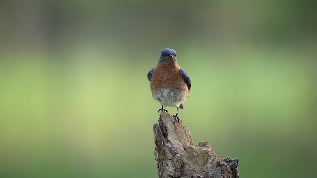 Eastern Bluebird - ML656106390