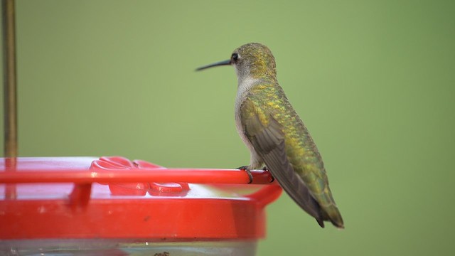 Black-chinned Hummingbird - ML656107176