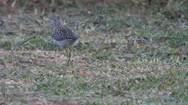 タカブシギ - ML656107491