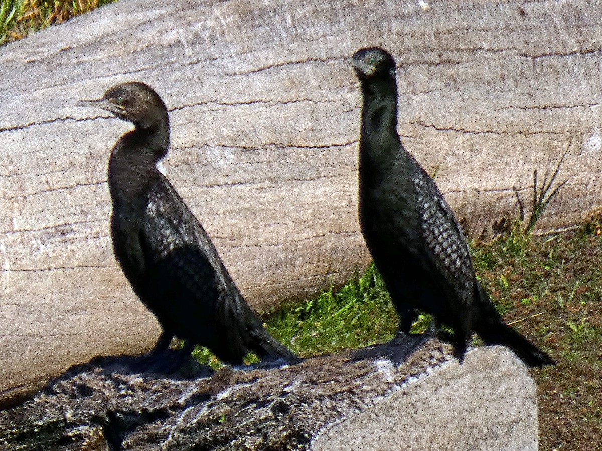 Little Black Cormorant - ML656108869