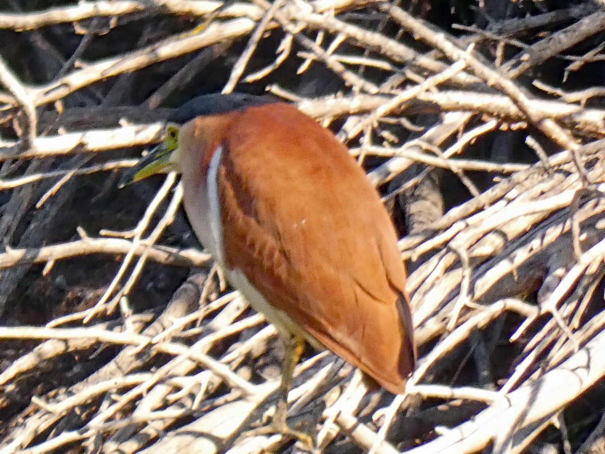 Nankeen Night Heron - ML656108896