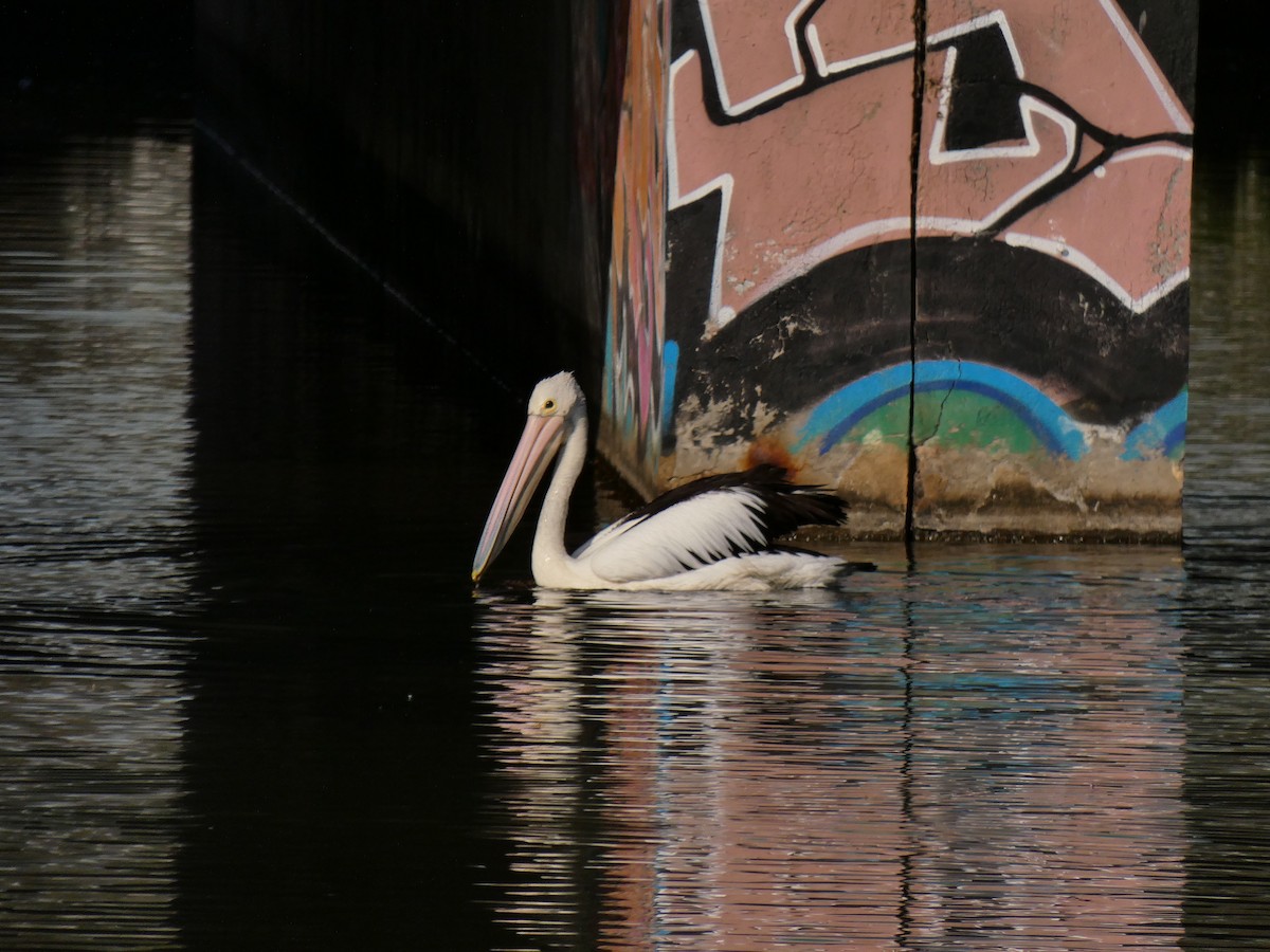 Australian Pelican - ML656108909