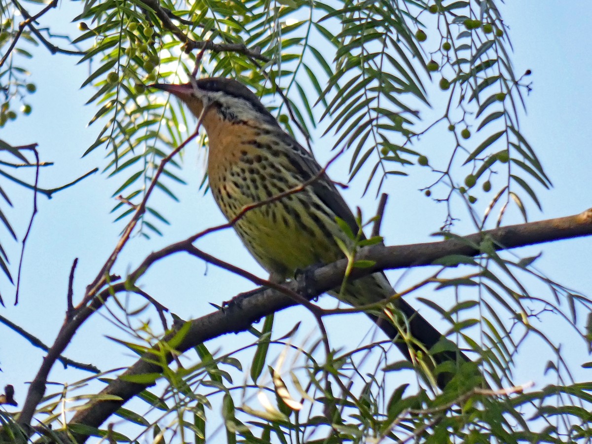 Spiny-cheeked Honeyeater - ML656108916