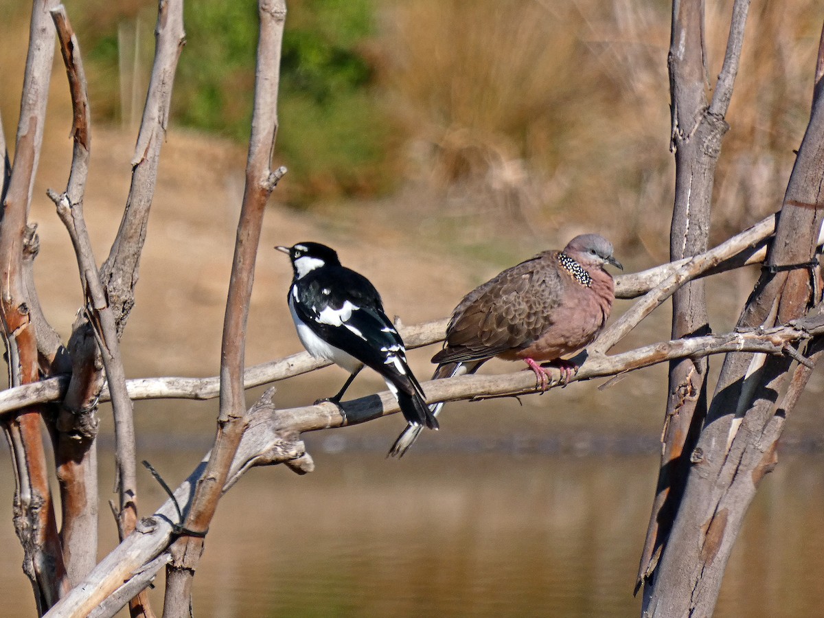 Magpie-lark - ML656108919