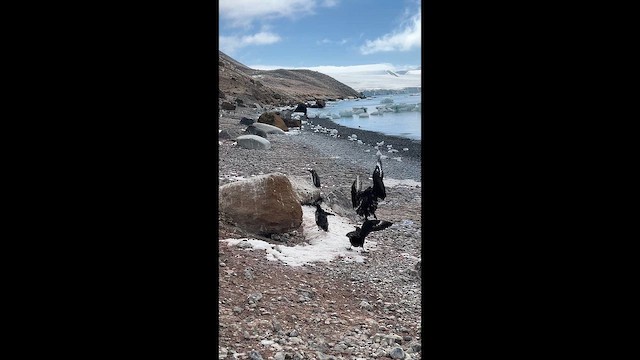 Brown Skua (Subantarctic) - ML656110642