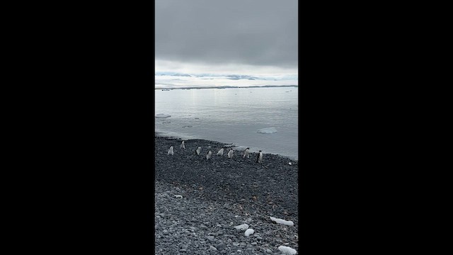 Adelie Penguin - ML656110665