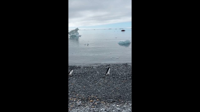 Adelie Penguin - ML656110666