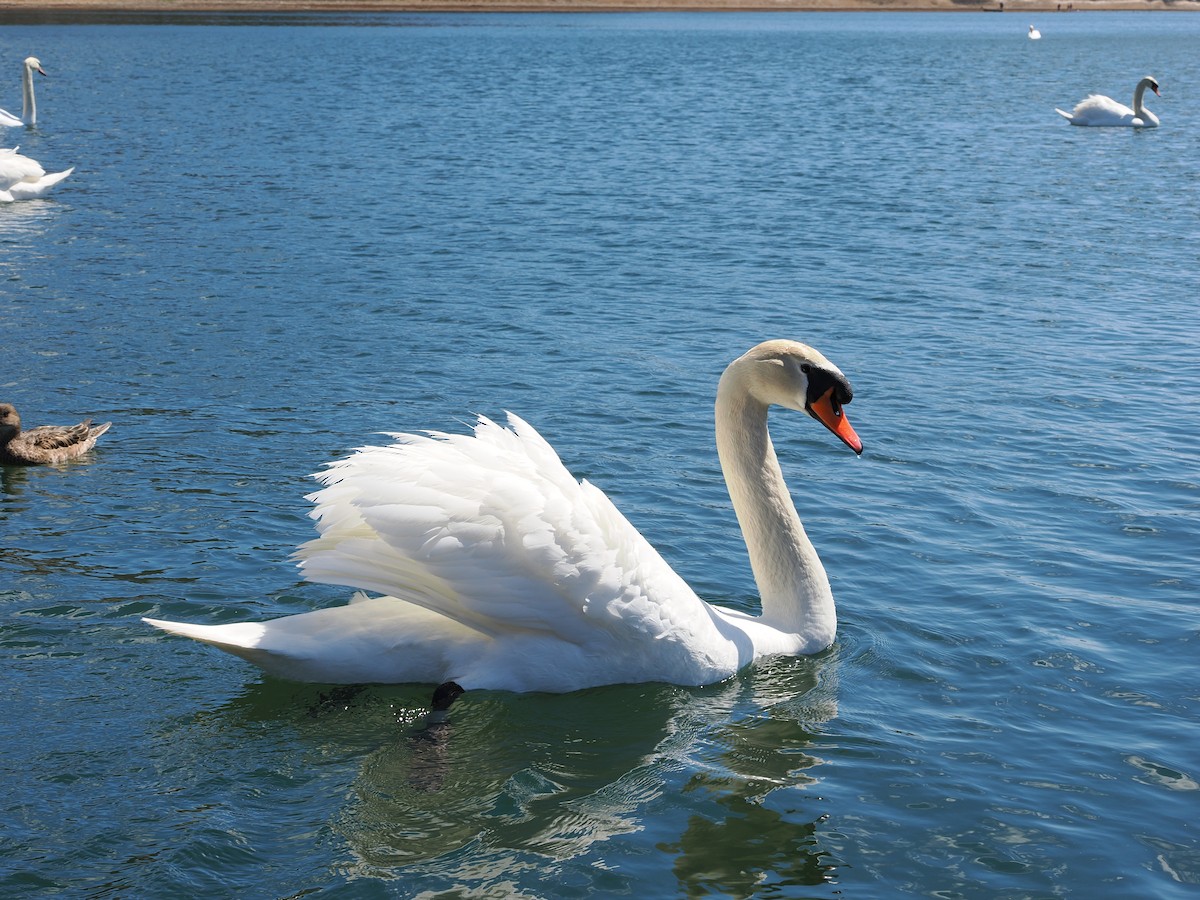 Mute Swan - ML656111816