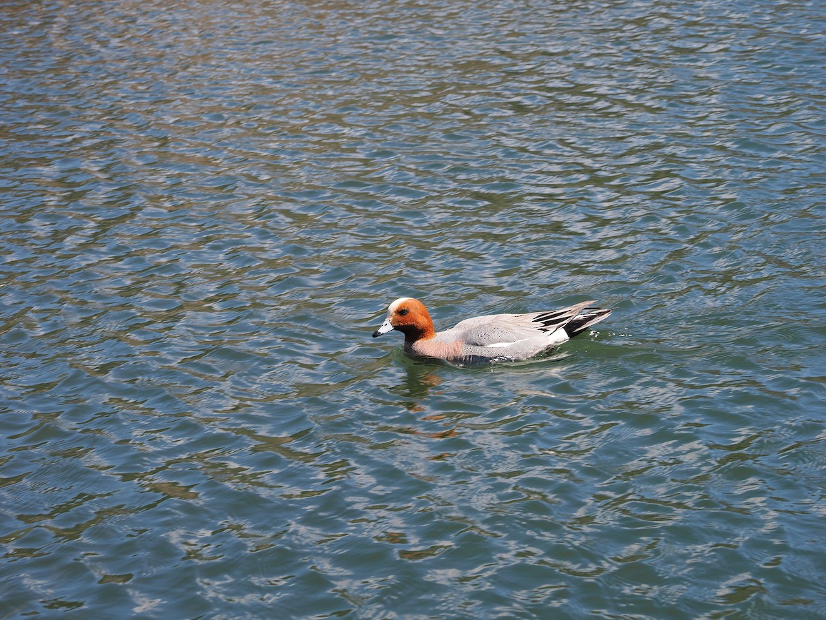 Eurasian Wigeon - ML656111824