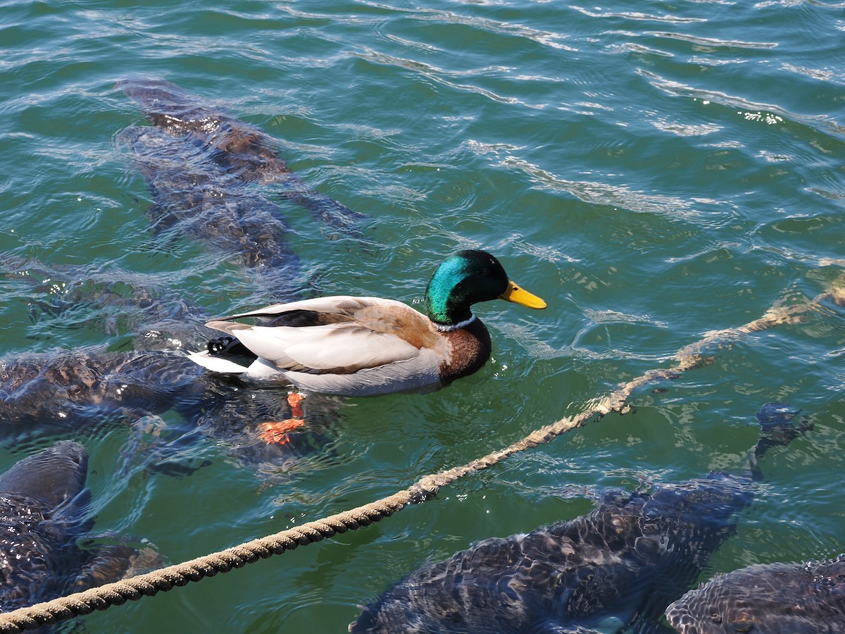 Mallard - ML656111827