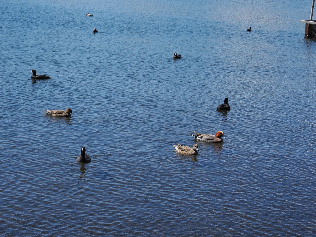 Eurasian Coot - ML656111829