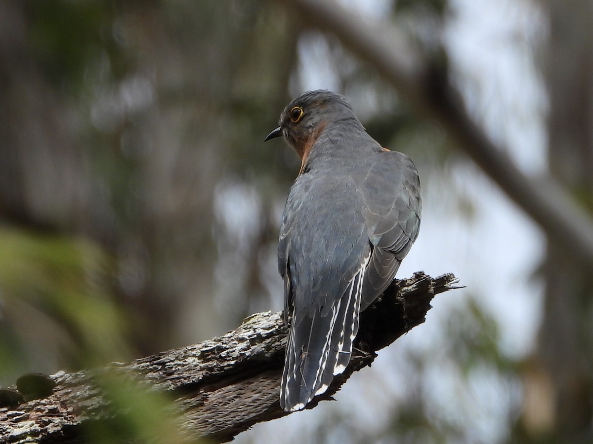 eBird Checklist - 29 Apr 2026 - Jimna State Forest--Yabba Rd - 37 species