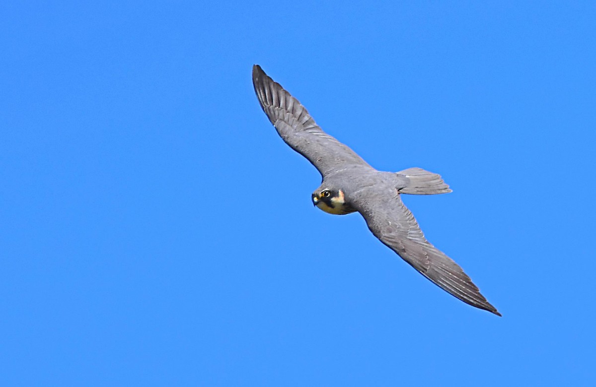 Zuhaitz-belatz eurasiarra - ML656113024