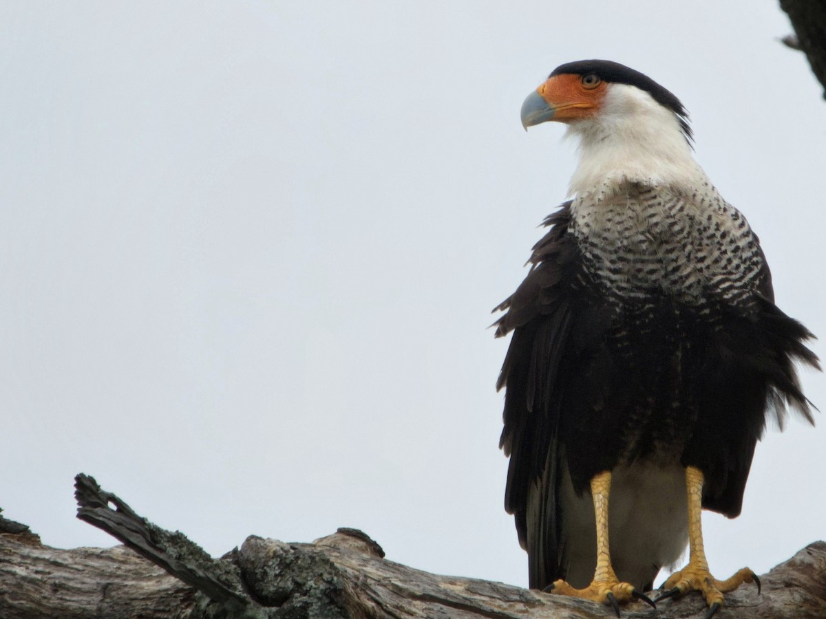 Crested Caracara - ML656113358