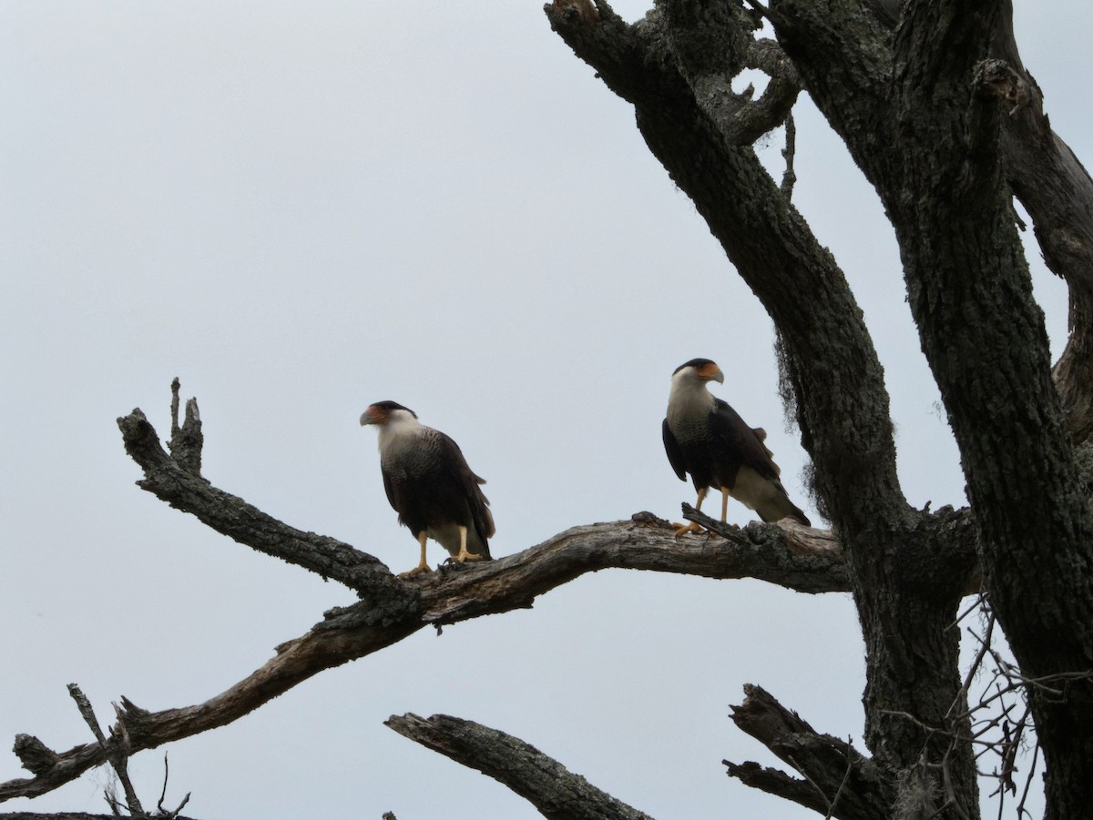 Crested Caracara - ML656113359