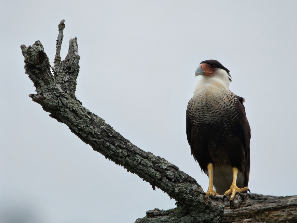 Crested Caracara - ML656113360