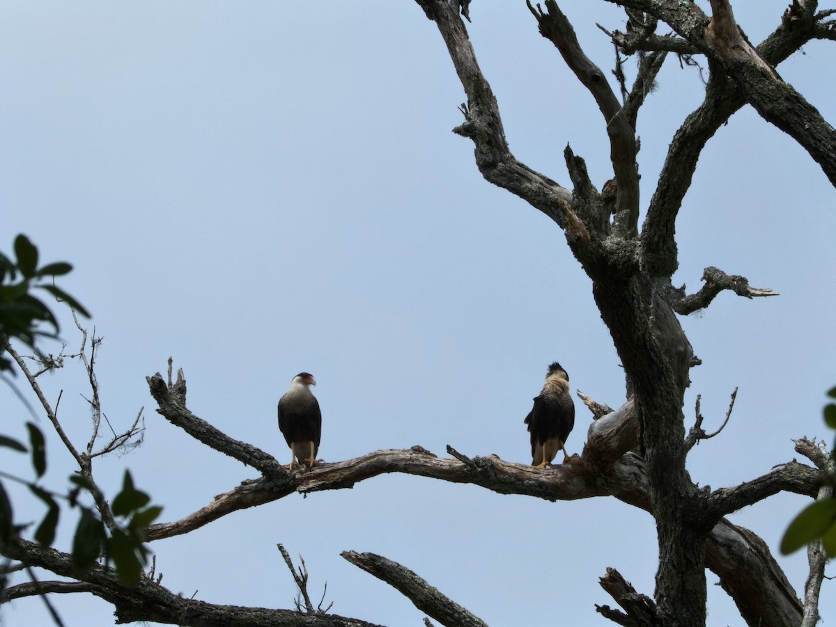Crested Caracara - ML656113361