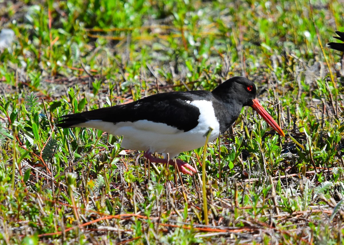 Itsas mika eurasiarra - ML656113731