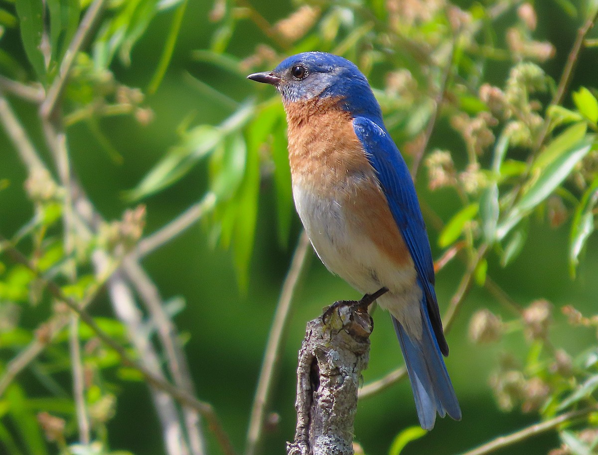Eastern Bluebird - ML656113801