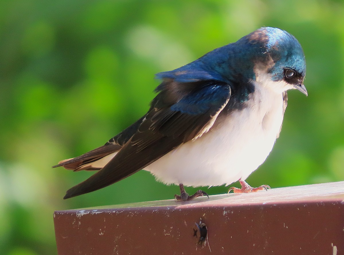 Tree Swallow - ML656113817