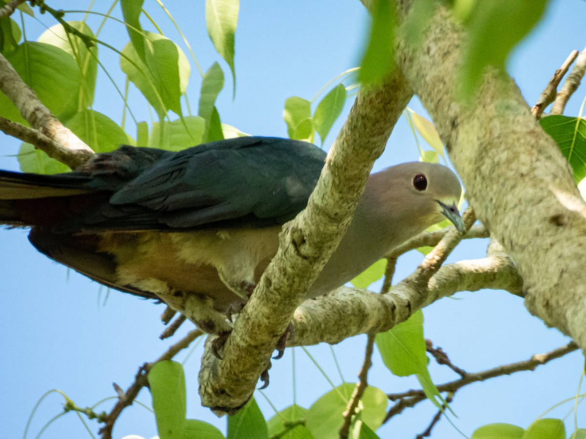 Green Imperial-Pigeon (Green) - ML656113876