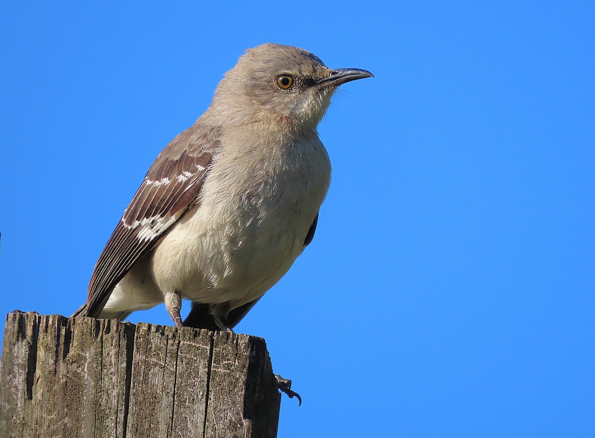 Northern Mockingbird - ML656114003