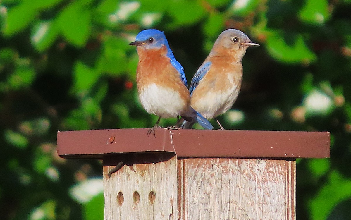 Eastern Bluebird - ML656114009