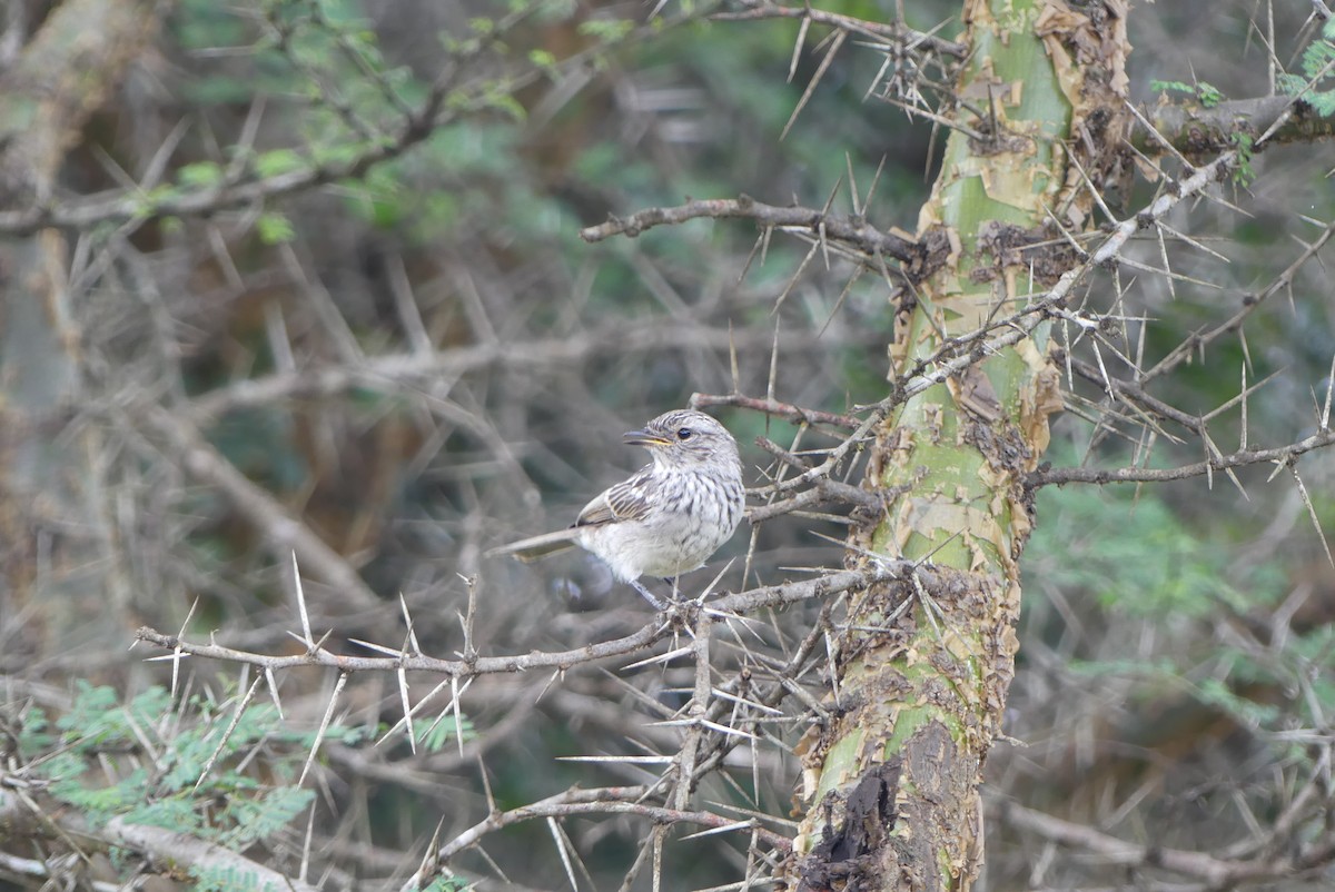 African Gray Flycatcher - ML656114016