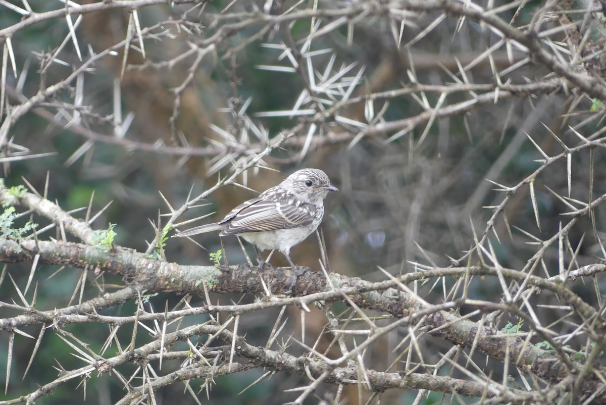 African Gray Flycatcher - ML656114017