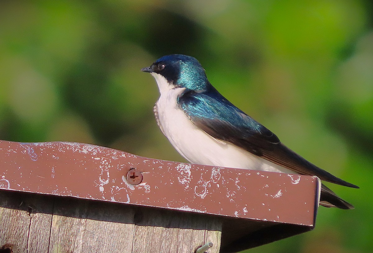 Tree Swallow - ML656114018