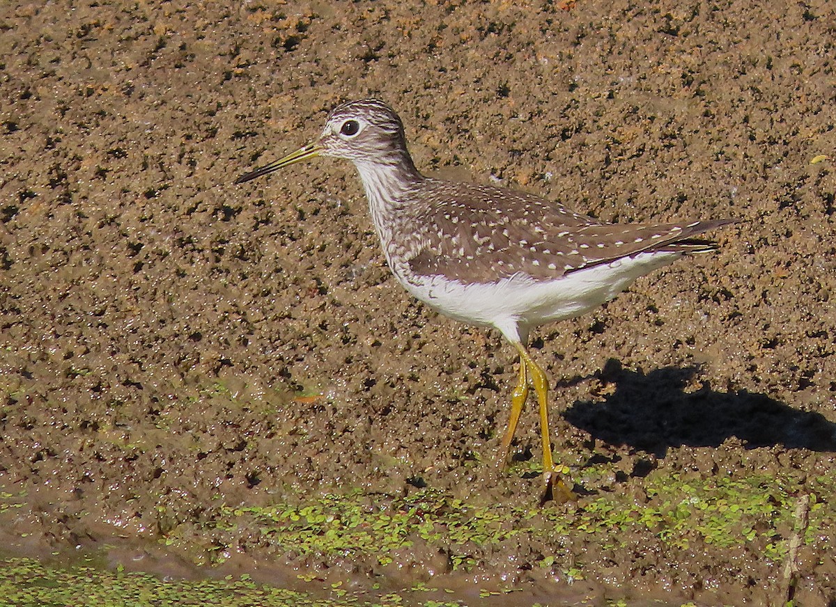 Solitary Sandpiper - ML656114136