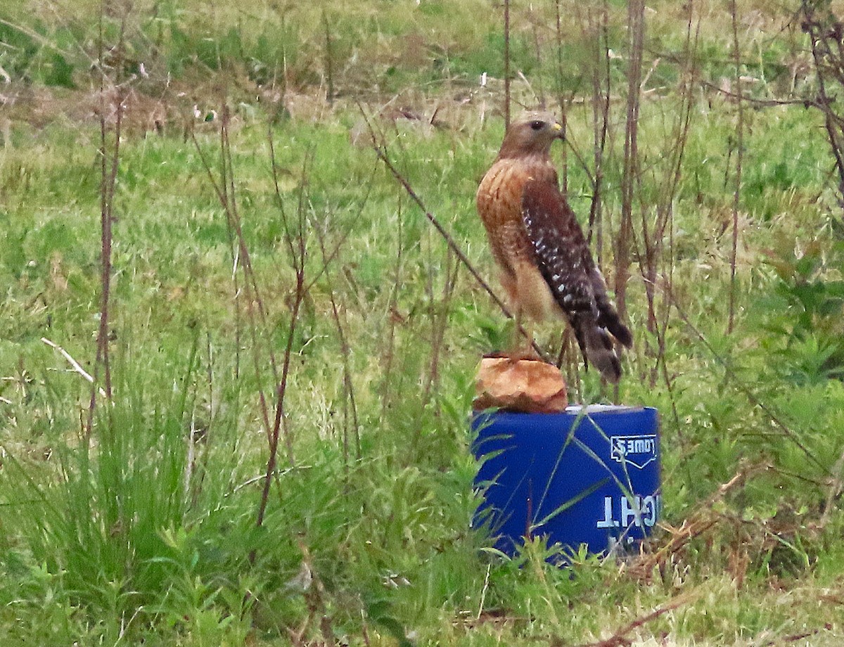 Red-shouldered Hawk - ML656114368