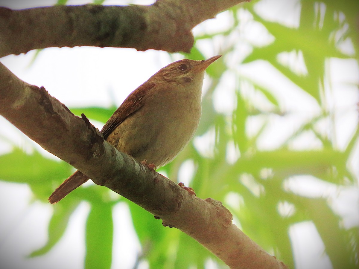 Northern House Wren - ML656114380