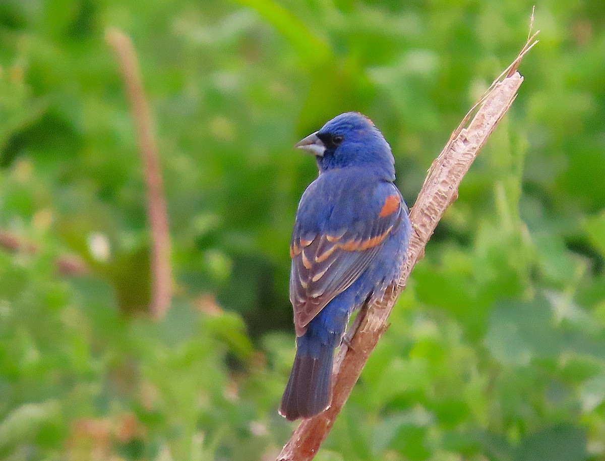 Blue Grosbeak - ML656114387