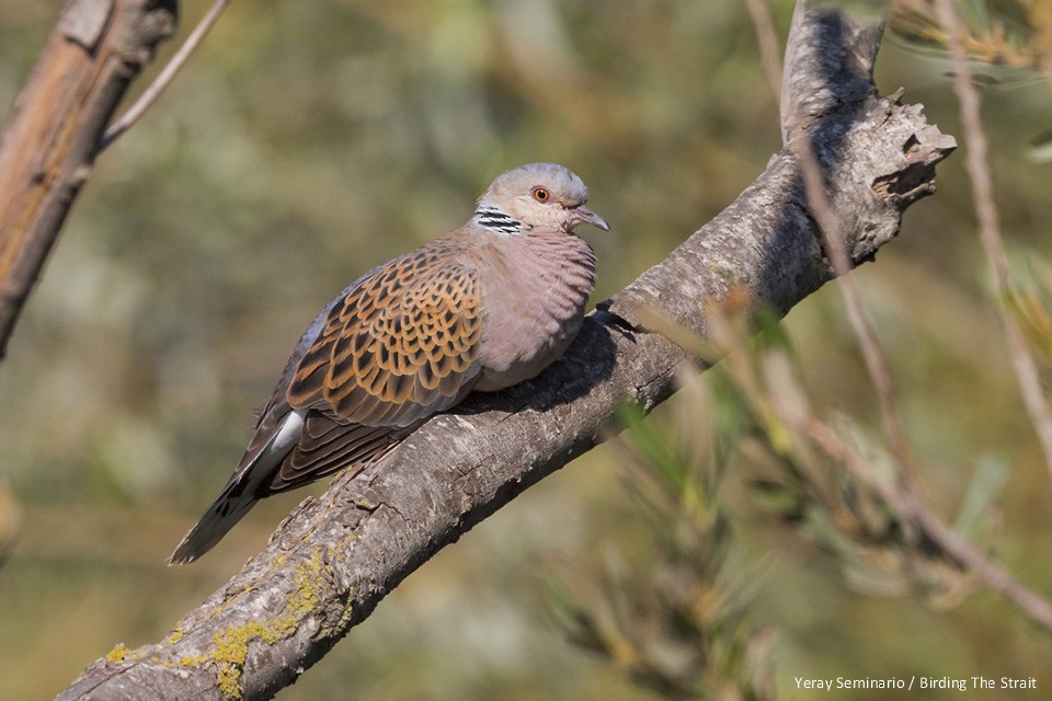 European Turtle-Dove - Yeray Seminario