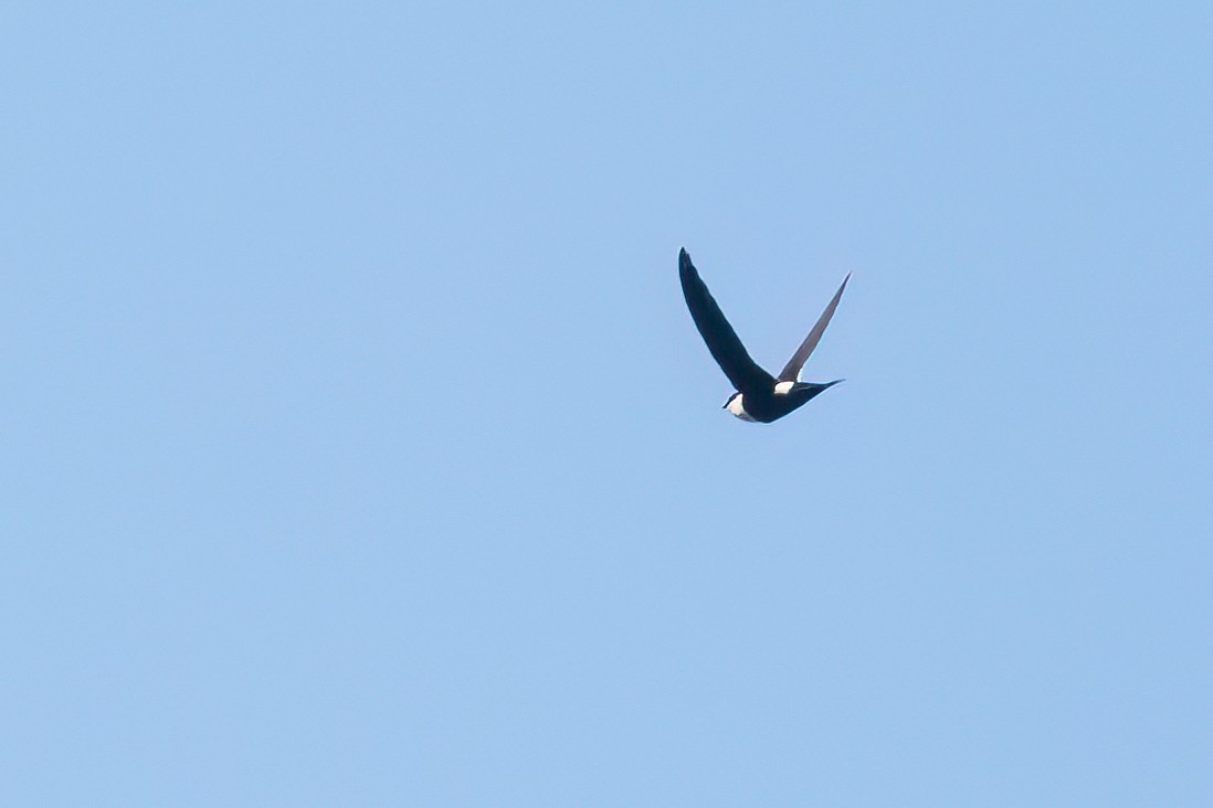 Lesser Swallow-tailed Swift - ML656115664