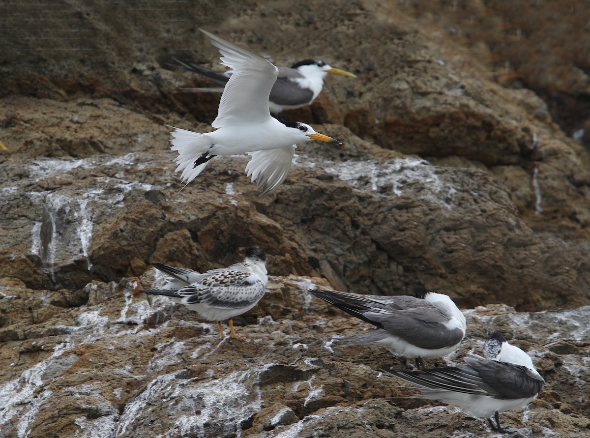 Chinese Crested Tern - ML65611581