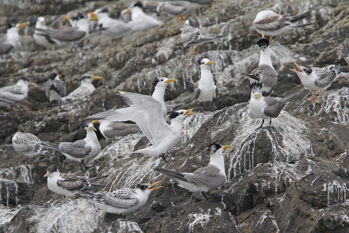 Chinese Crested Tern - ML65611601