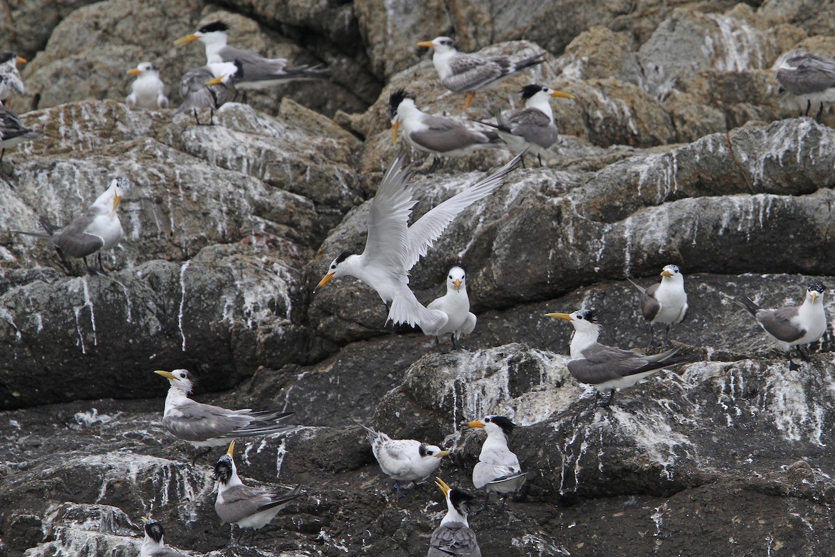 Chinese Crested Tern - ML65611611