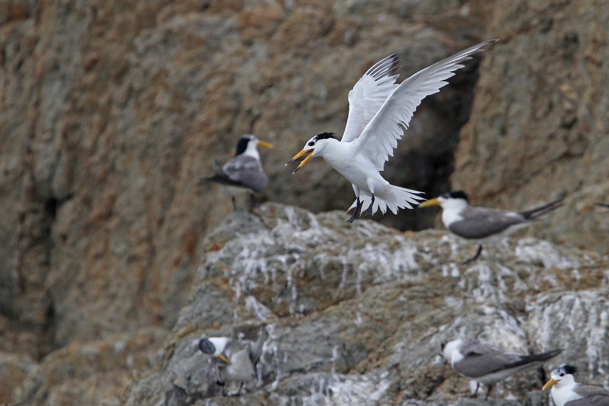 Chinese Crested Tern - ML65611651