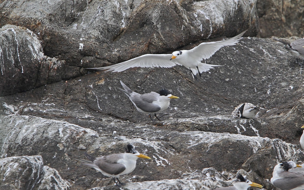 Chinese Crested Tern - ML65611661