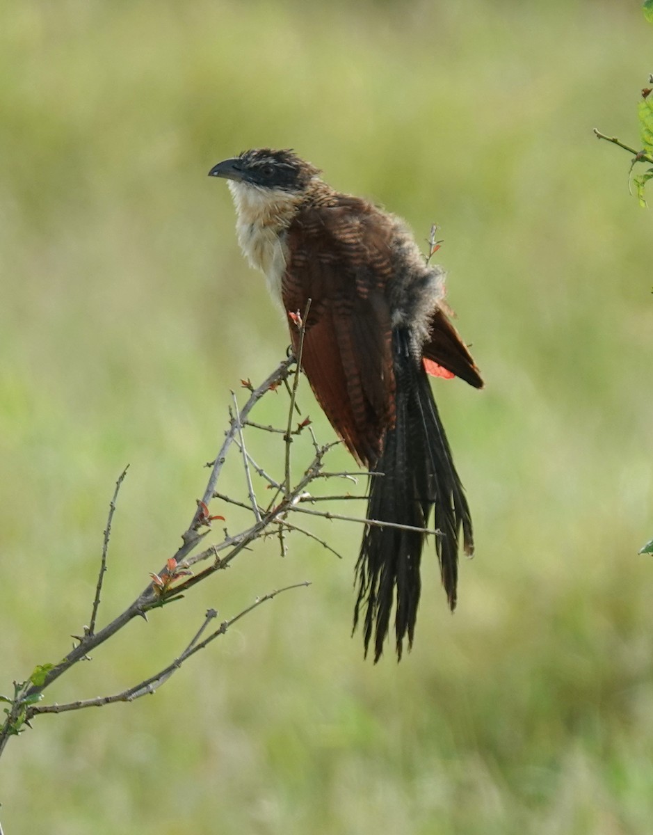 Burchell's Coucal - ML656117716