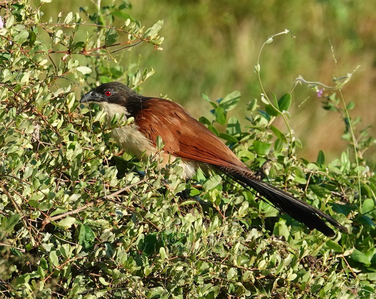 Burchell's Coucal - ML656117717